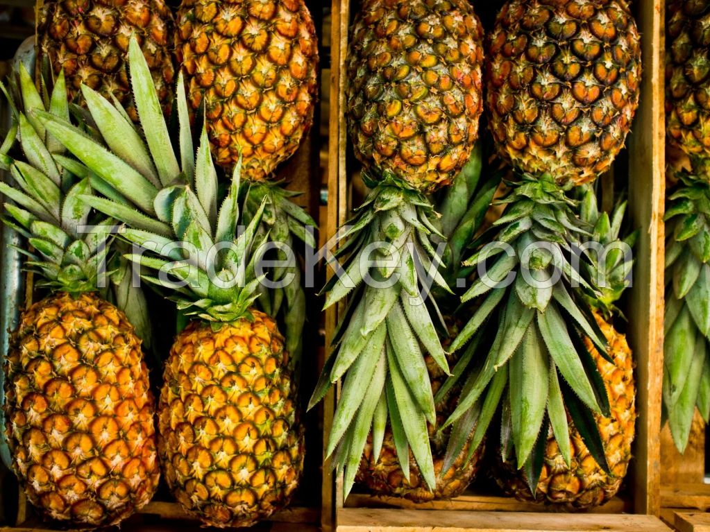 FRESH PINEAPPLES