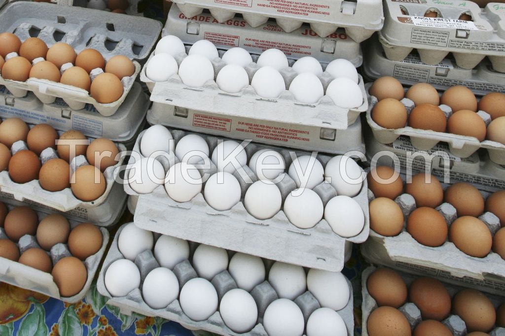 Eggs