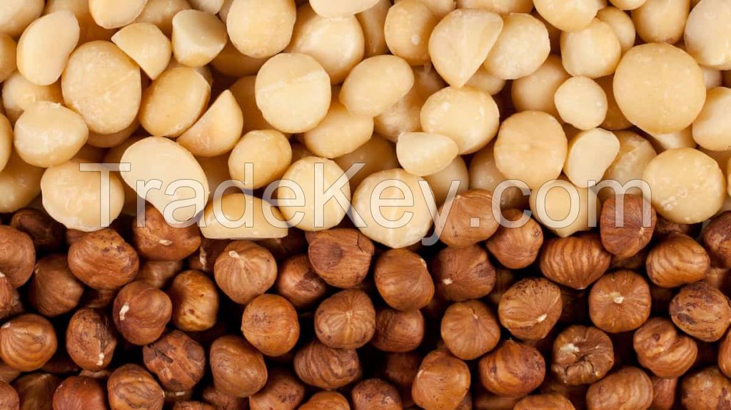 100% NUTS IN SHELL ROASTED HAZELNUTS FOR SALE - BUY 100% HAZELNUTS