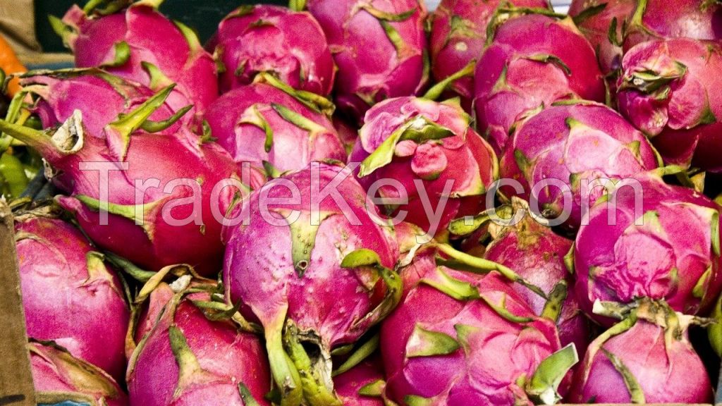 FRESH DRAGON FRUIT HIGH QUALITY WITH BEST PRICE