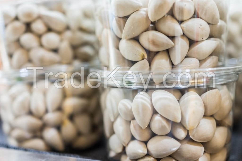 PREMIUM QUALITY GINKGO NUTS READY FOR EXPORT