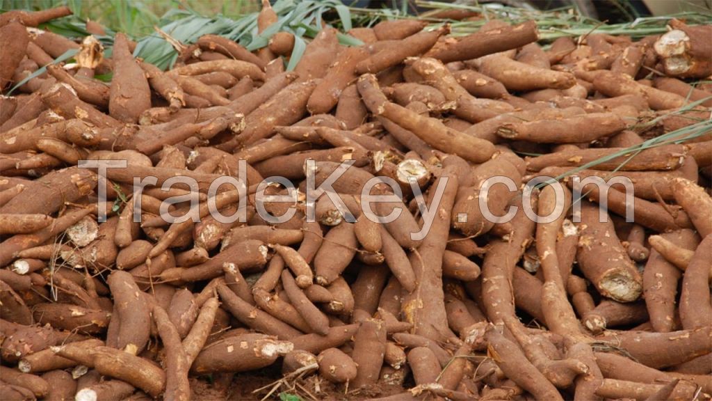 FRESH CASSAVA