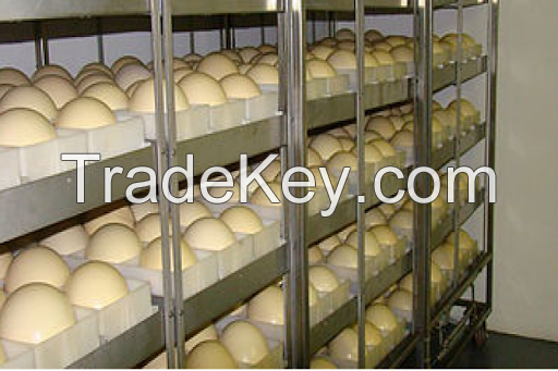 OSTRICH EGGS, FEATHERS AND CHICKS FOR SALE