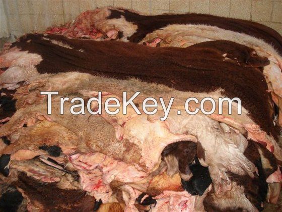 Wholesale high quality wet salted cow hide for sale