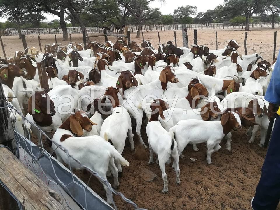 Pure Red Head Boer Goats