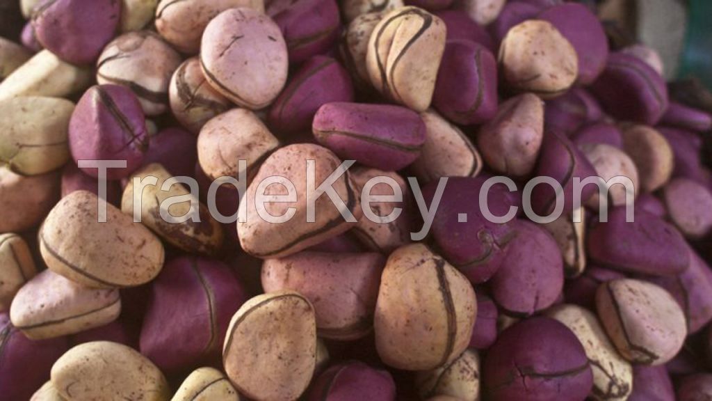 Kola Nuts (Cola acuminata), Biter Kola (Cola nitida) And Cocoa Bean