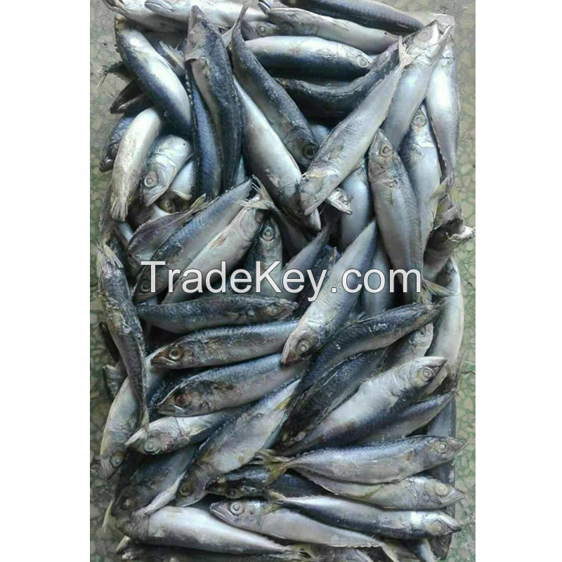 mackerel fish for sale