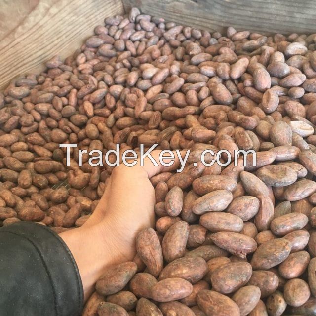 Cocoa Beans Ariba Cacao beans Dried Raw Cacao Fermented Cocoa Beans