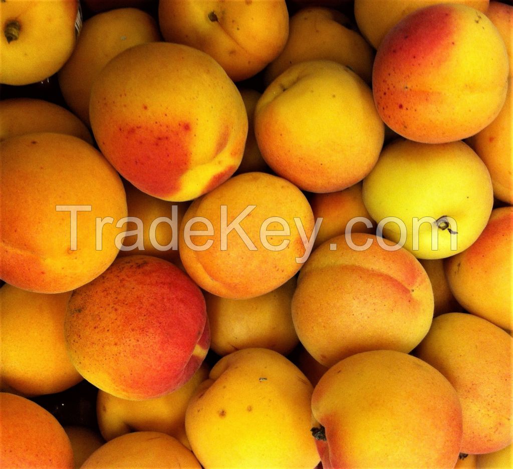 Fresh Apricot Fruits/Fresh Fruits!