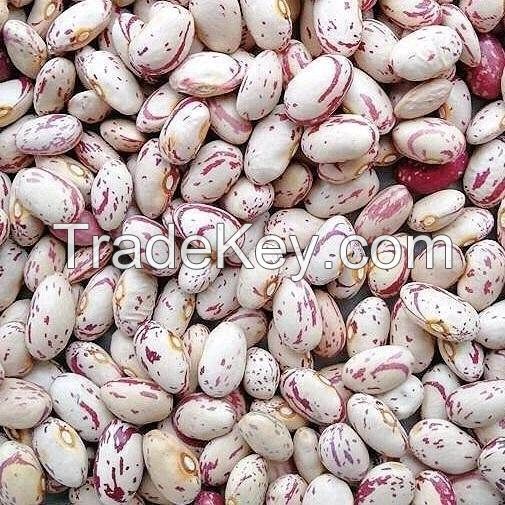 Light speckled kidney beans/Red Kidney beans/White Kidney Beans