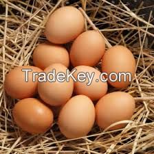 Fresh Farm eggs/Chicken eggs/table eggs