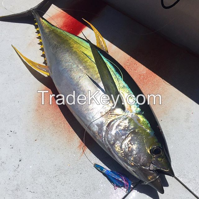 Tuna, Yellowfin Tuna, Yellowfin Tuna Fish