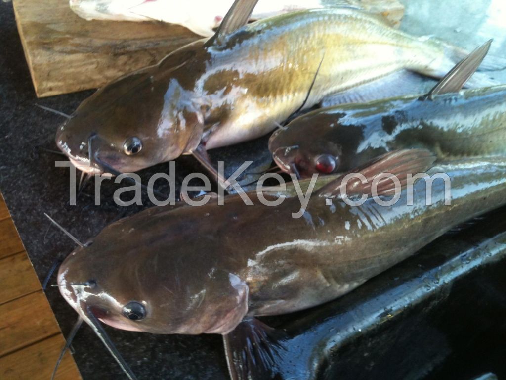 Catfish fish, dried Catfish, smoked Catfish, frozen Catfish, Fresh Catfish