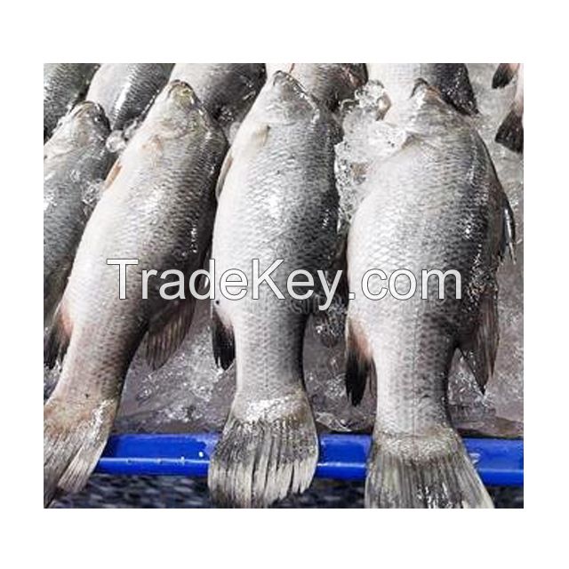 Fresh Sea Bass, Dried Sea Bass, Sea Bass, Frozen Sea Bass