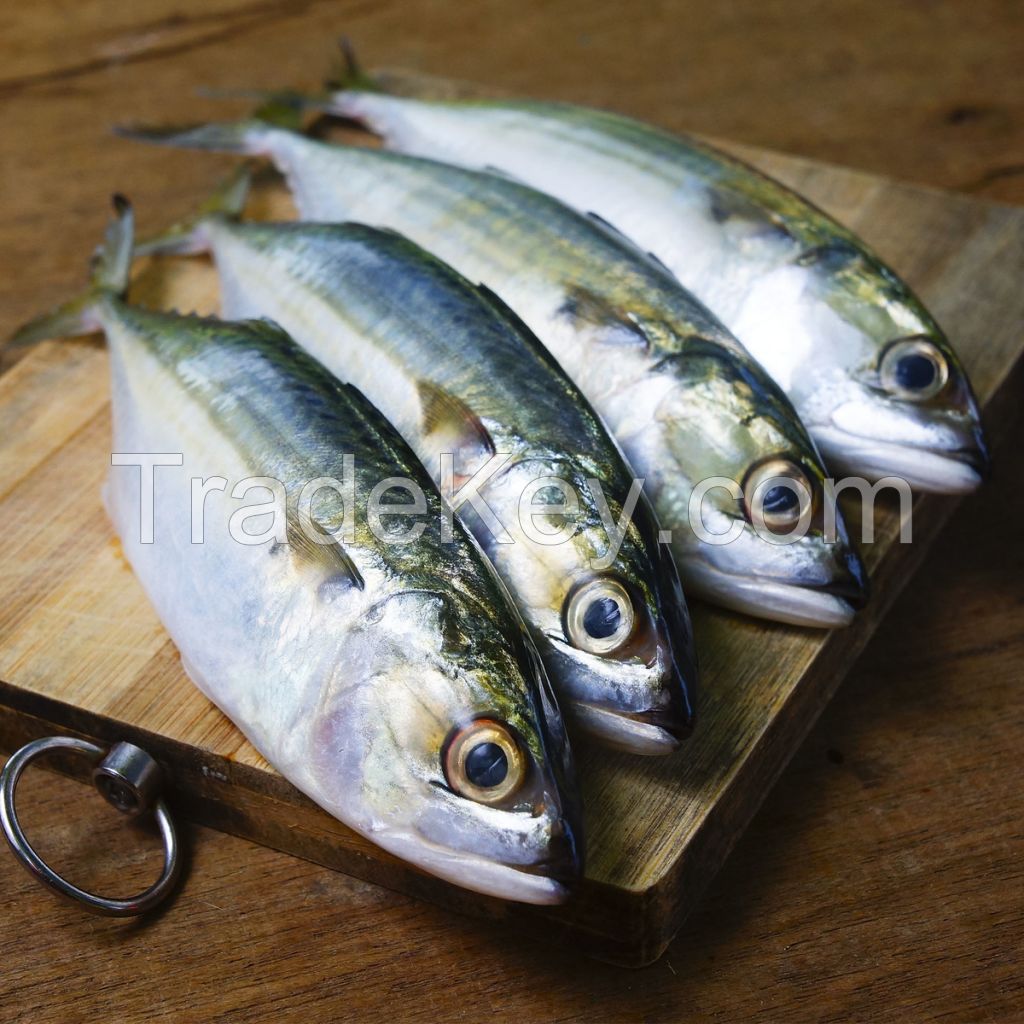 Atlantic Mackerel, Frozen Atlantic mackerel