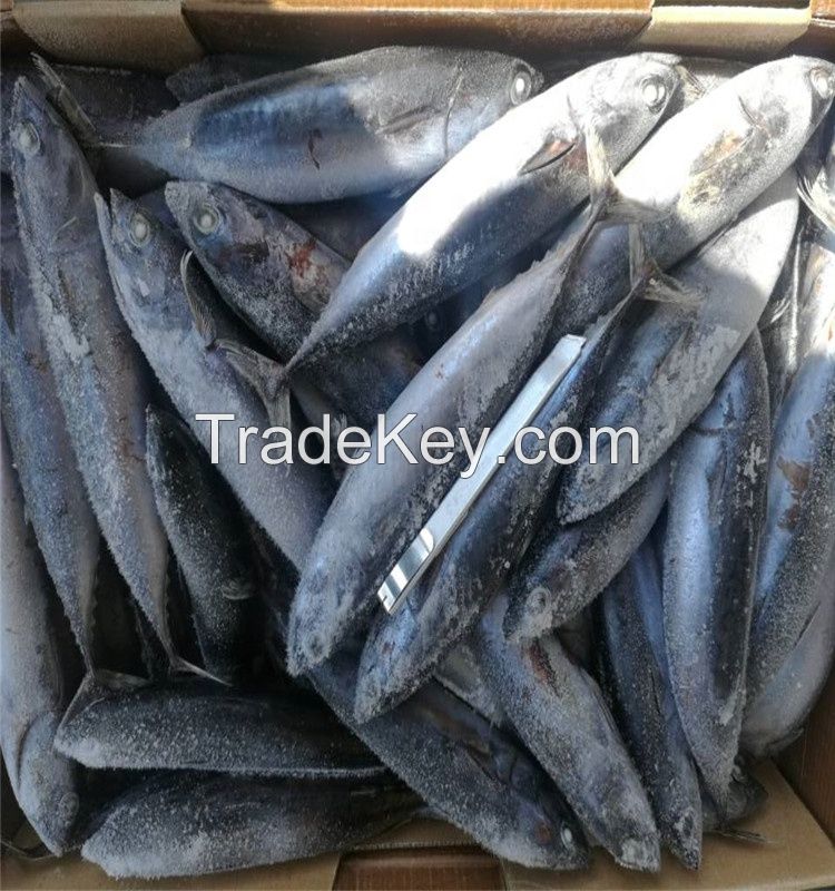 Frozen Bonito Fish, Bonito fish, Bonito Tuna Fish