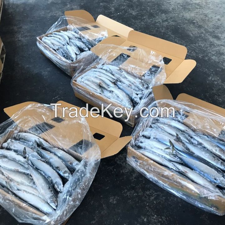 Pacific Mackerel, Frozen Pacific mackerel