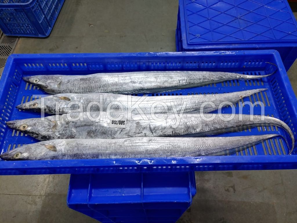 Ribbon Fish, Frozen Ribbon Fish