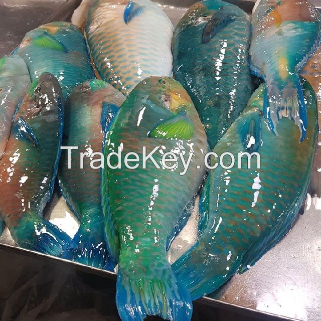Parrot Fish, Frozen Parrot Fish
