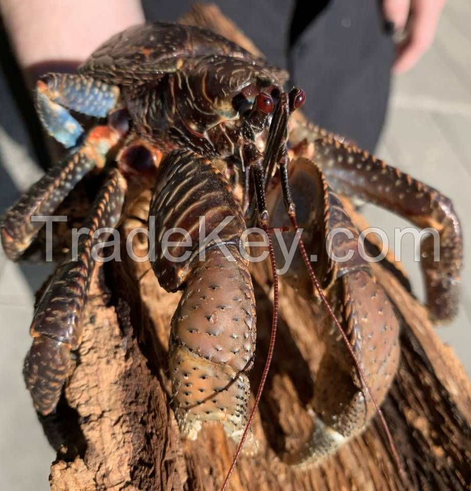 Live Coconut crab, Live Coconut crab for sale