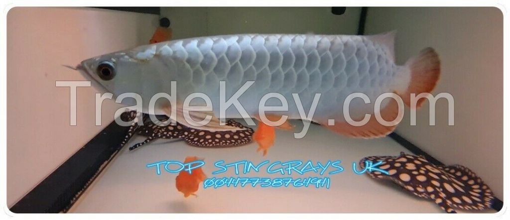 Arowana fish for sale, Arowana fish