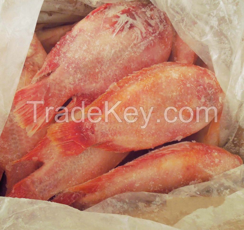 Red Tilapia fish