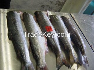 Frozen salmon and salmon heads