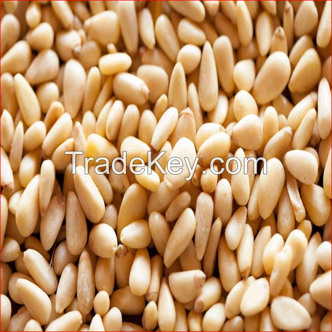 SESAME SEEDS