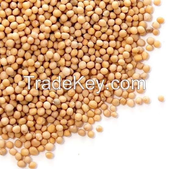 100% Natural Yellow Mustard Seeds/Mustard Seed oil for sale