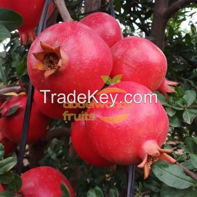 fresh Pomegranate