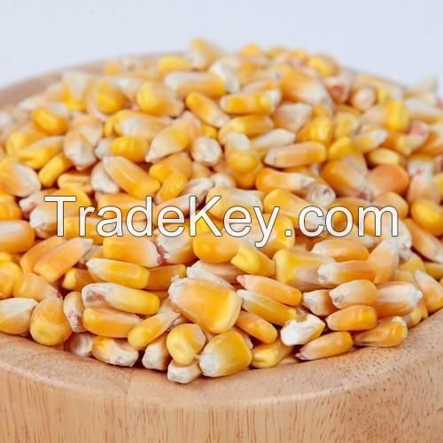 YELLOW CORN