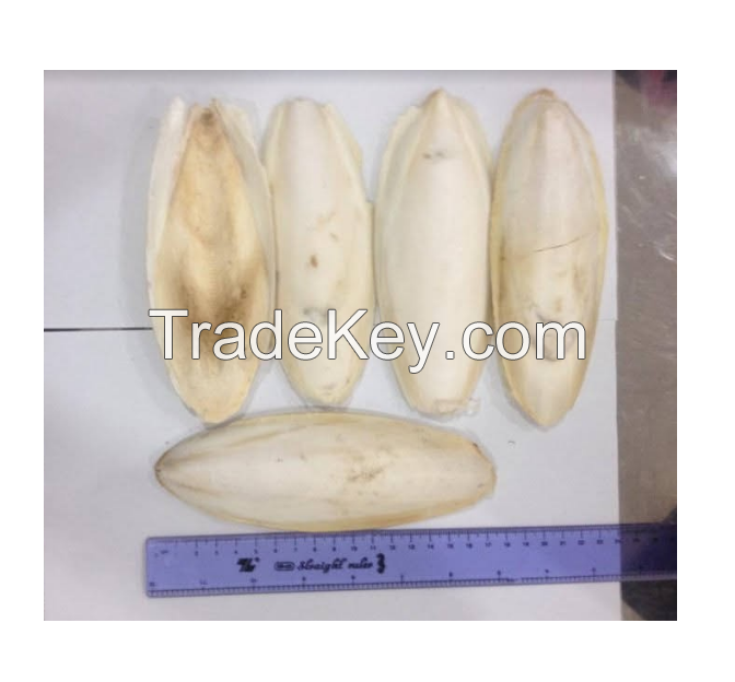 WHOLESALES RAW DRIED CUTTLEFISH BONE IN BULK ( Annie 0084702917076 WA)