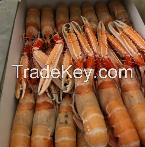 Fresh Frozen seafood for sale