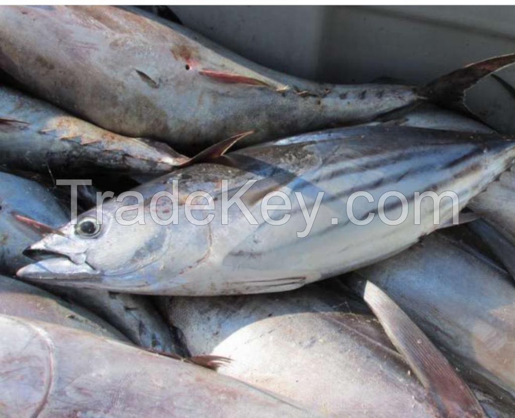 Salmon fish, tuna, mackerel, red snipper, red mullet, tilapia, pollock and pangasius fish for sale