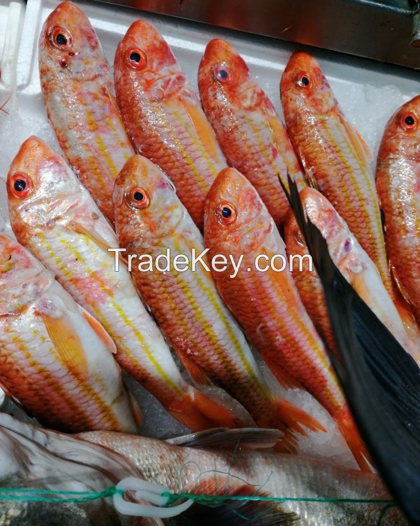 AROWANA FISH, FRESH WATER STINGRAY FOR SALE