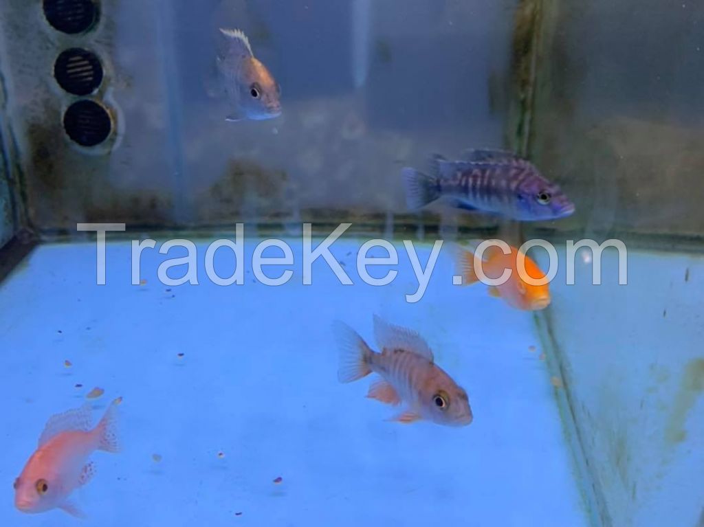 Wholesale Price Arowana Fish Tank Glass