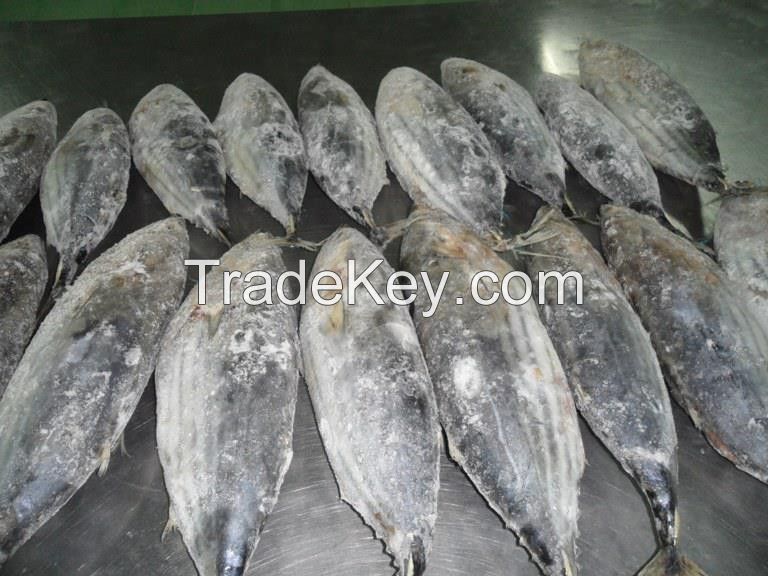 Sea Food Frozen Black Tilapia Fish with cheap price