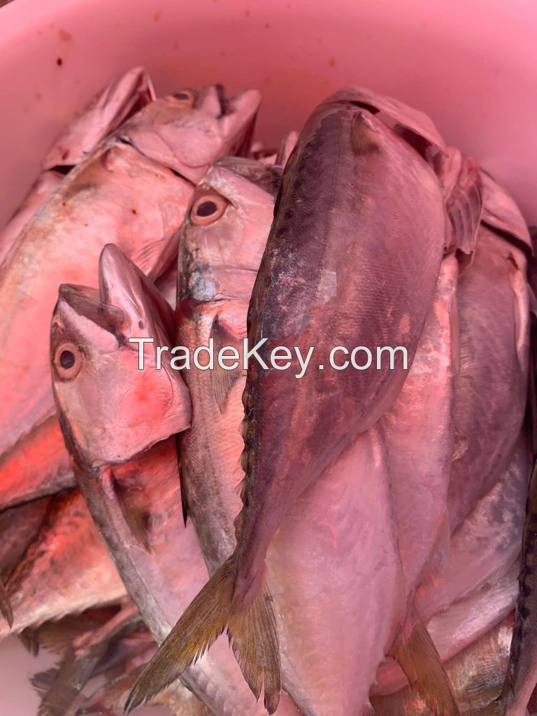 Wholesale High Quality Herring Sea Food Frozen An Fresh Importer