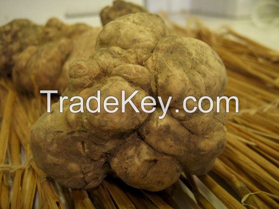 WHITE  TRUFFLES