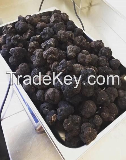 BLACK TRUFFLES