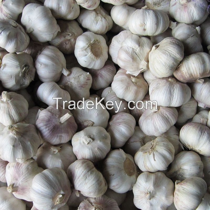 Fresh Garlic