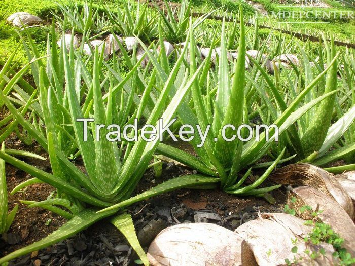 HIGH QUALITY FRESH ALOE VERA USED IN THE FIELD OF COSMETIC