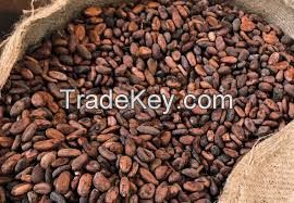 dry cocoa bean