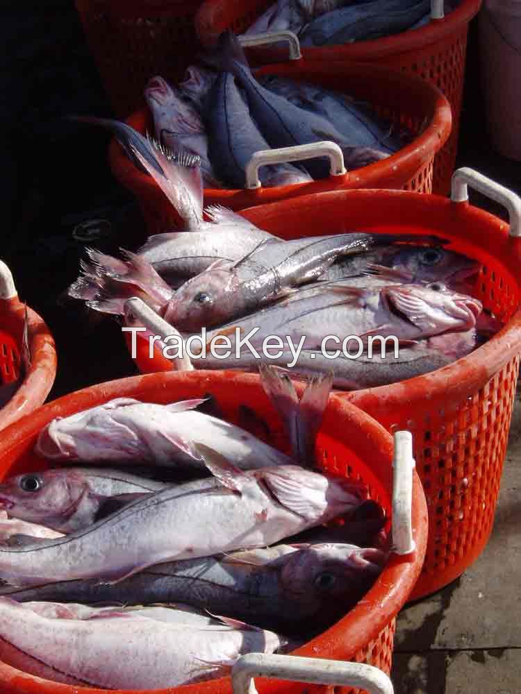 Sell FROZEN HEAD HADDOCK (Melanogrammus aeglefinus)SEA FOOD FISH