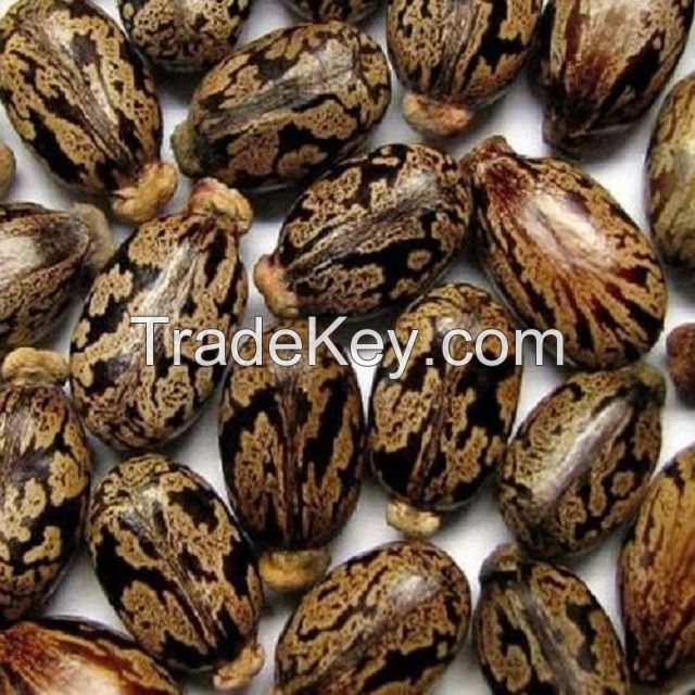 Top Quality Castor Seed