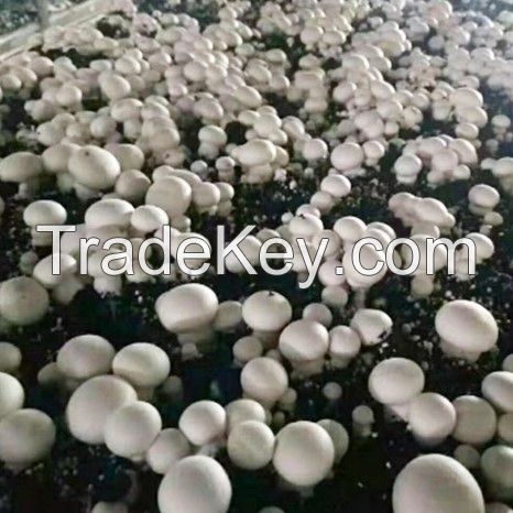 New Crop Wholesale  Champignon Mushroom