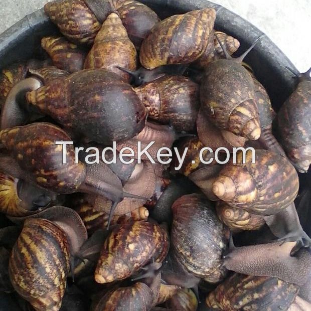 Giant African Snails