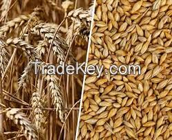 Wholesale Good Quality At Factory Price Barley Barley Animal Feed Barley Seeds