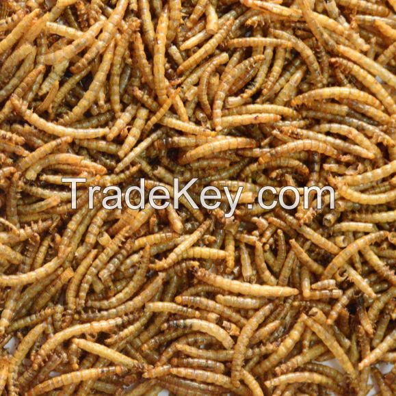 Dried Mealworms