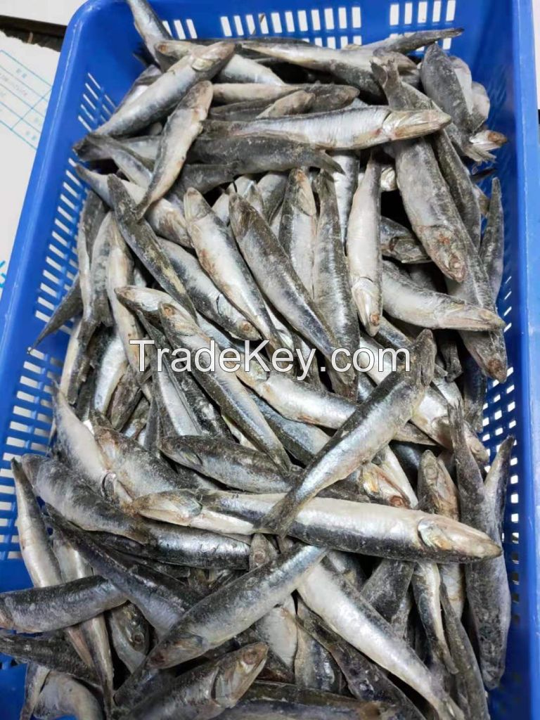 Best selling IQF packing frozen sardine fish